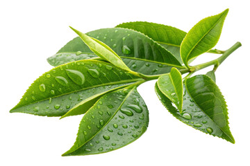 Obraz premium Fresh green tea leaves with water droplets isolated on transparent background