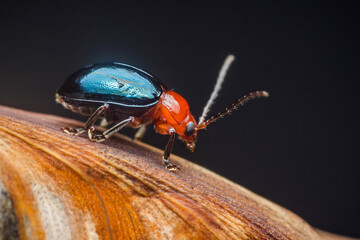 Colorful beetle crawling on a twig in macro photography