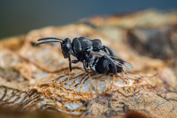 Tiny black insect exploring dried plant remains: a close-up view