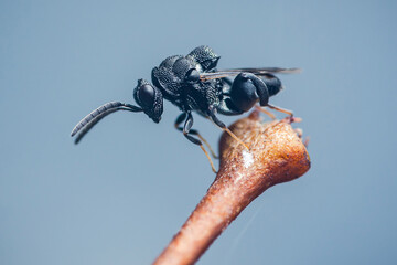 Small black gall wasp exploring dry branch tip: detailed macro shot