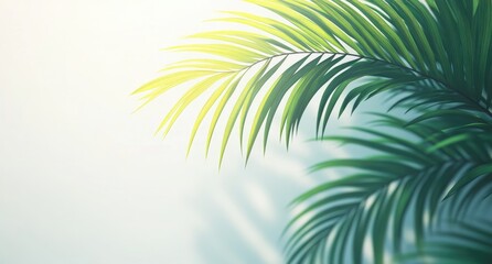 Obraz premium Close-up of palm fronds bathed in sunlight