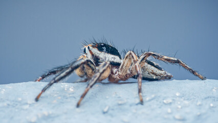 Jumping spider sitting on a painted surface and looking around