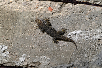 Common wall gecko // Mauergecko (Tarentola mauritanica) - Peloponnese, Greece