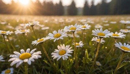 Sunlit Daisy Meadow with Dew Drops at Sunrise