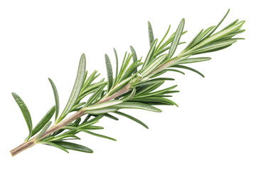 Obraz premium Fresh sprig of rosemary herb isolated on transparent background