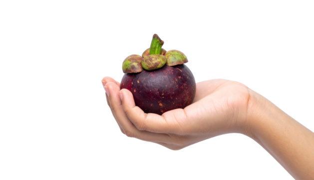 Child's hand holding a Mangosteen Isolated on Transparent or White Background.