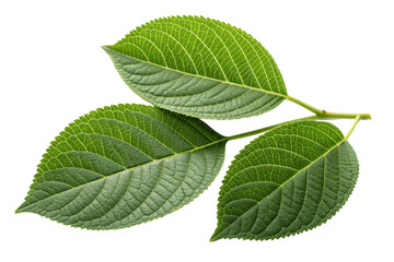 Fototapeta premium Three green leaves on a branch isolated on transparent background