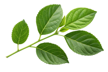 Green hydrangea leaves branch isolated on transparent background