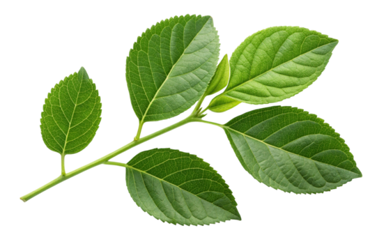Green hydrangea leaves branch isolated on transparent background