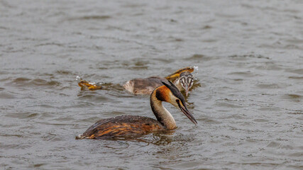 Great crested grebes fishing for crayfish in a pond