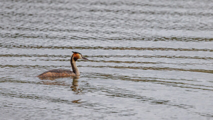 Great crested grebes fishing for crayfish in a pond