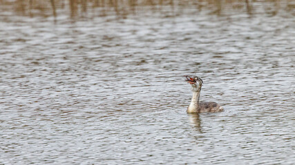 Great crested grebes fishing for crayfish in a pond