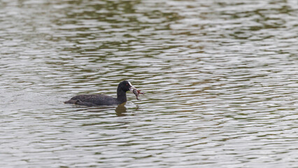 coot with prey swimming on a pond in Brenne