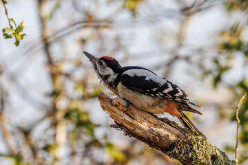 Portrait of a spotted woodpecker perched in a tree
