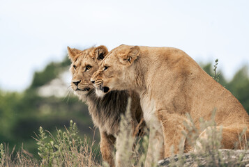 Lions in Kristiansand Dyrepark in southern Norway