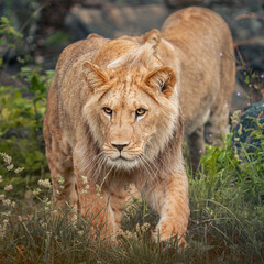 Lions in Kristiansand Dyrepark in southern Norway