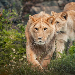 Lions in Kristiansand Dyrepark in southern Norway