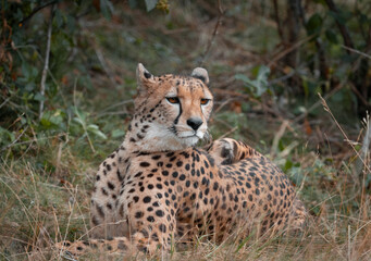 Cheetah in Kristiansand Dyrepark in southern Norway