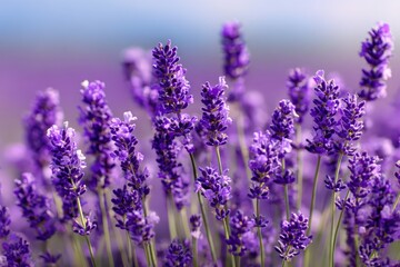 Obraz premium Lavender blooms, blurred background. For aromatherapy products, perfumery, or gardens