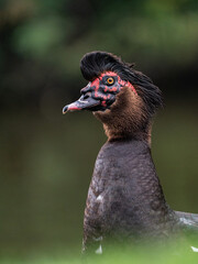 Muscovy duck in Kristiansand Dyrepark in southern Norway