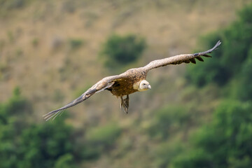 Griffon vultures in the landscapes of the Baronnies, France