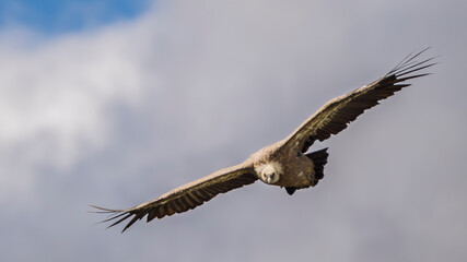 griffon vulture in flight in a French valley