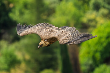 griffon vulture in flight in a French valley