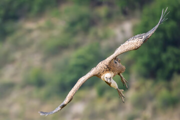 Griffon vultures in the landscapes of the Baronnies, France