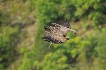 griffon vulture in flight in a French valley