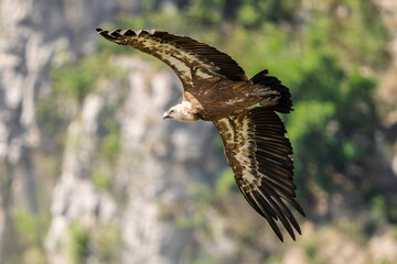 griffon vulture in flight in a French valley
