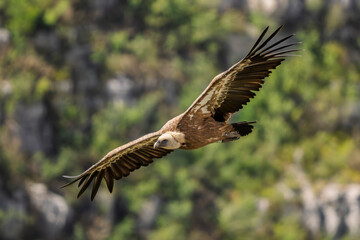 griffon vulture in flight in a French valley