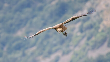 Griffon vultures in the landscapes of the Baronnies, France