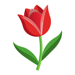 red tulip isolated on white