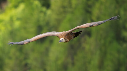 griffon vulture in flight in a French valley