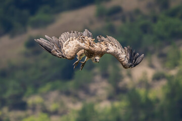 Griffon vultures in the landscapes of the Baronnies, France
