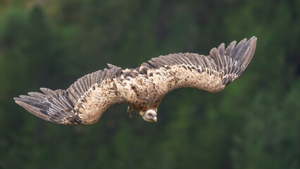 griffon vulture in flight in a French valley