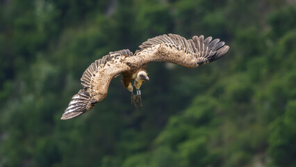 Griffon vultures in the landscapes of the Baronnies, France