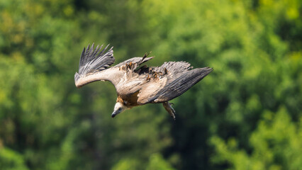 Griffon vultures in the landscapes of the Baronnies, France