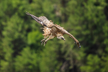 Griffon vultures in the landscapes of the Baronnies, France