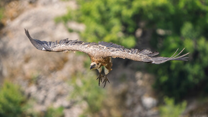 Griffon vultures in the landscapes of the Baronnies, France