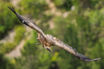 Griffon vultures in the landscapes of the Baronnies, France