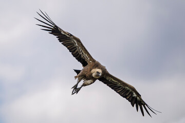 Griffon vulture in the sky over Provence, ready to land