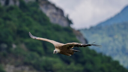 griffon vulture in flight in a French valley