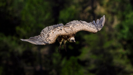 Griffon vultures in the landscapes of the Baronnies, France