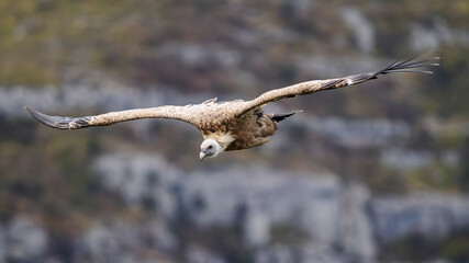 griffon vulture in flight in a French valley