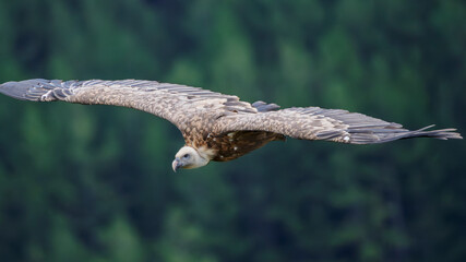 griffon vulture in flight in a French valley
