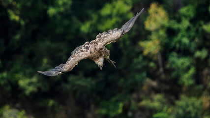 Griffon vultures in the landscapes of the Baronnies, France