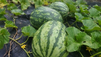Close-up of fresh watermelons growing in an outdoor farm. The green-striped rind is clearly visible, surrounded by lush green leaves. Natural agriculture and organic fruit harvest concept.