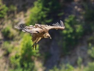 Griffon vultures in the landscapes of the Baronnies, France
