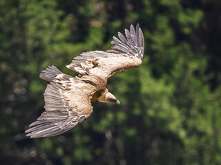 Griffon vultures in the landscapes of the Baronnies, France